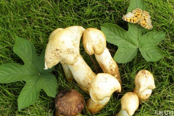 孕妇可以吃鸡枞菌吗,黑皮鸡枞菌孕妇可以吃吗