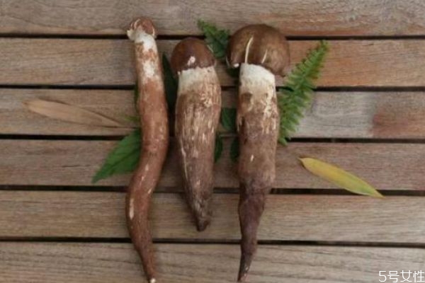 鸡枞菌几月有,枞菌几月份有