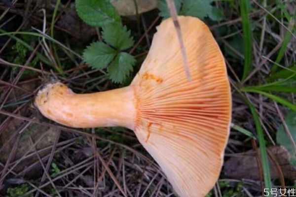 松乳菇为什么不能,松乳菇怎么做好吃