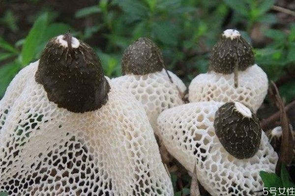 竹荪不能和什么一起吃吗,竹荪不能跟什么食物一起吃