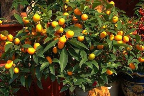 金桔要用盐水泡吗,盐泡金桔怎么泡