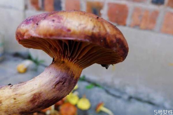 松蘑孕妇可以吃吗,孕妇能吃松树蘑菇吗