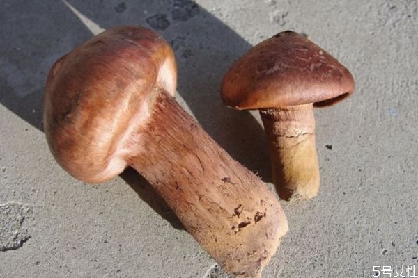 松蘑的营养价值,松蘑的营养