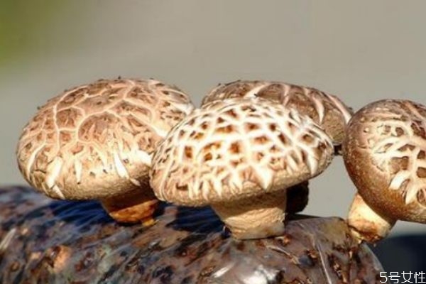 孕妇可以吃香菇吗早期,孕妇可以吃香菇吗中期