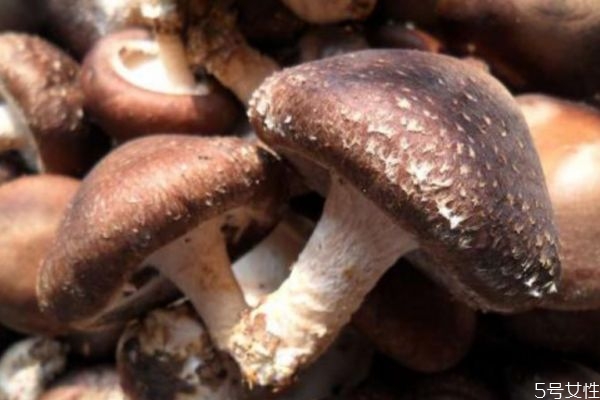 香菇有啥营养价值,香菇有啥营养成分