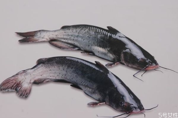 淮王鱼好吃吗,淮王鱼和清江鱼的区别