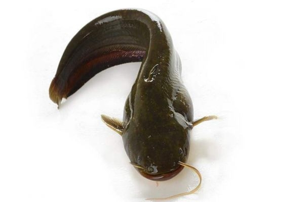 塘角鱼怎么做好吃,塘鲺的做法 塘角鱼怎么做好吃,塘鲺的做法