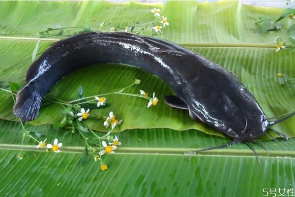 塘鲺的营养价值及功效,塘鳢的营养价值及功效