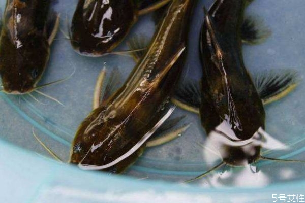 黄刺鱼的营养价值和功效,黄刺鱼的营养