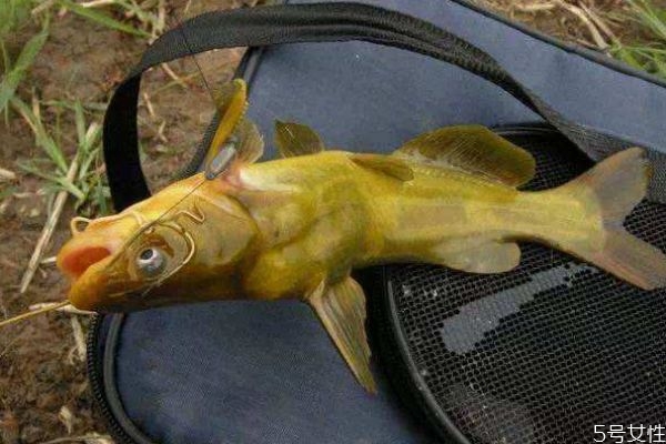 黄颡鱼怎么做好吃又简单,黄颡鱼的吃法