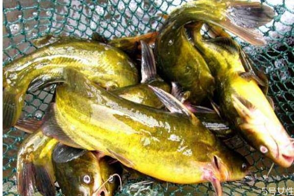 黄颡鱼的营养价值,黄颡鱼的营养价值及功效和作用