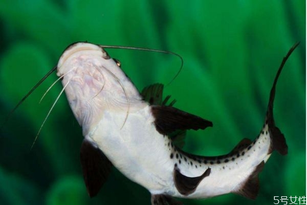 吃海鲶鱼的害处,为什么不吃海鲶鱼