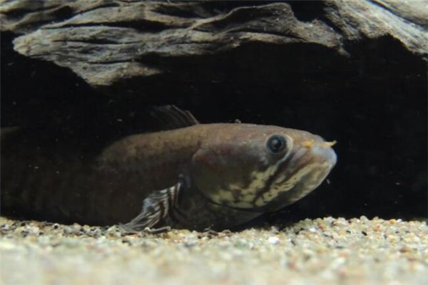 黑鱼适合孩子吃吗,黑鱼小孩吃了什么好处