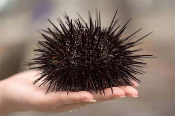 海胆可以直接吃吗,海胆能吃吗?