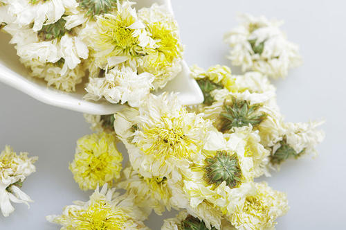 贡菊花能天天喝吗,贡菊可以天天喝吗 贡菊花能天天喝吗,贡菊可以天天喝吗