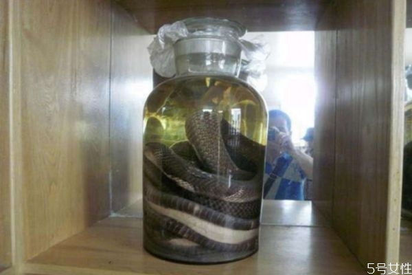 蛇酒有什么功效和作用,蕲蛇酒的作用