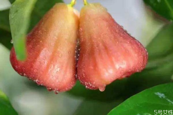 莲雾怎么判断熟没熟,莲雾怎样算熟