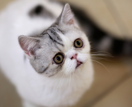 双眼皮修复副作用,做双眼皮副作用 双眼皮修复副作用,做双眼皮副作用