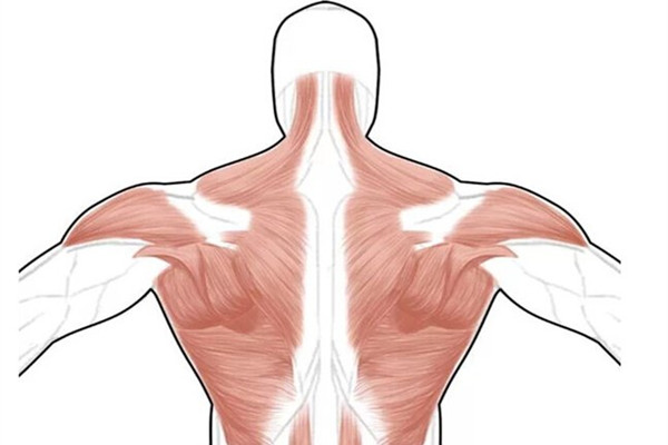 斜方肌有什么作用,斜方肌有啥用 斜方肌有什么作用,斜方肌有啥用
