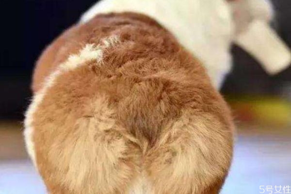 什么是柯基臀?,柯基的体型特点 什么是柯基臀?,柯基的体型特点