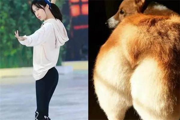 柯基臀怎么练的,柯基犬训练方法 柯基臀怎么练的,柯基犬训练方法