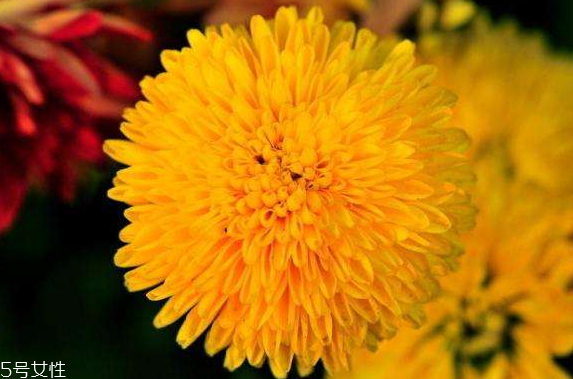 肛门周围长了毛怎么回事,肛门周围会长毛嘛 肛门周围长了毛怎么回事,肛门周围会长毛嘛