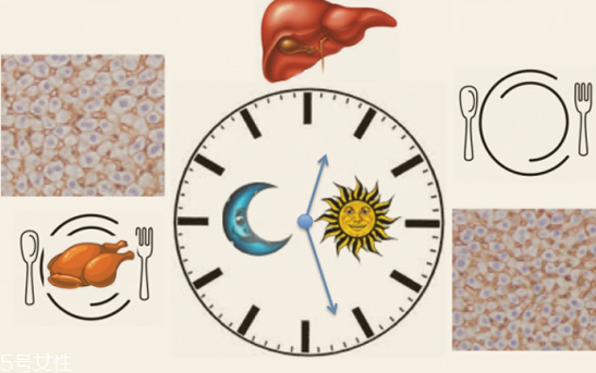 什么时候新陈代谢最快,新陈代谢的最佳时间是什么时候