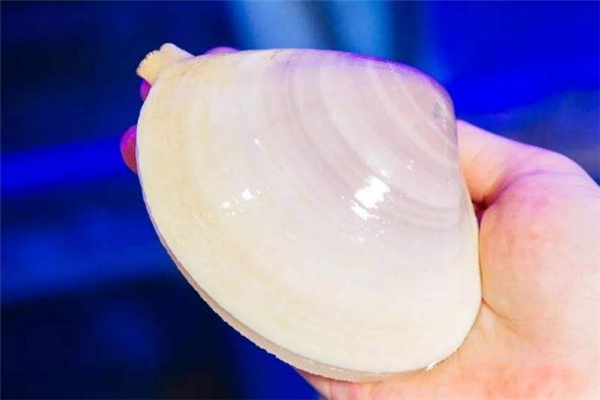 海蚌怎么做好吃又简单,海蚌怎么做好吃