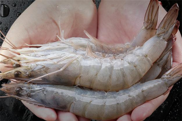 白虾什么人不能吃,白虾能吃吗