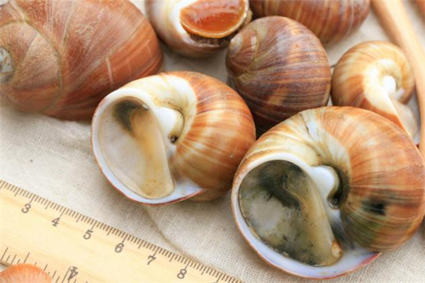 香螺尾部是黄吗,香螺的尾部是黄还是屎