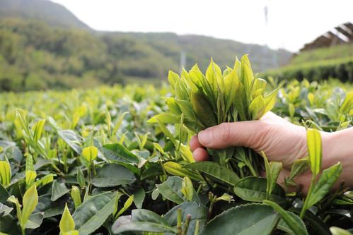 福鼎白茶可以泡几次,福鼎白茶的正确冲泡方法