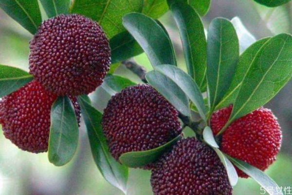 挑选杨梅的方法,怎样的杨梅