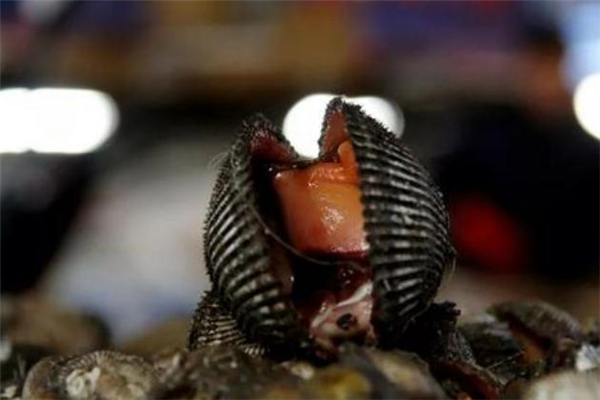 血蚶怎么做好吃又简单,血蚶怎么做好吃