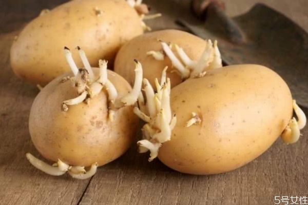 开始发芽的土豆能吃吗,土豆长芽还可以吃吗怎么处理