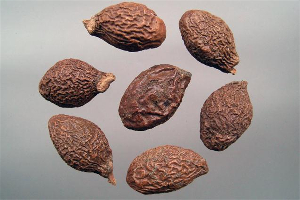 胖大海晚上能喝吗,胖大海可以多喝吗