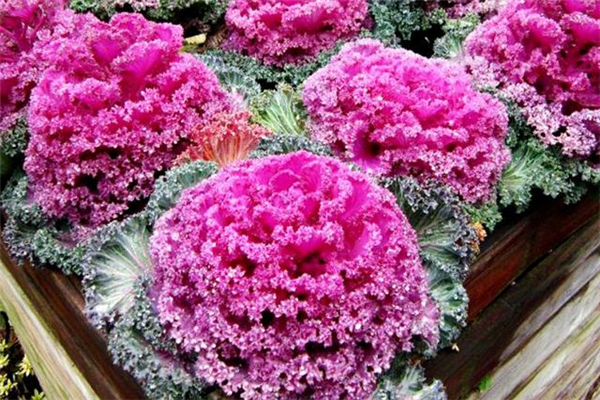 羽衣甘蓝什么人不能吃,羽衣甘蓝能不能吃