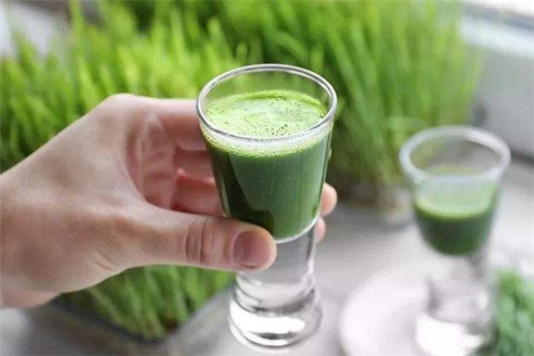 青汁和酵素能一起喝吗?,酵素可以和青汁一起喝吗