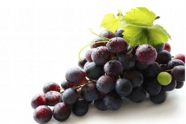 吃葡萄能减肥吗,葡萄有减肥的效果吗