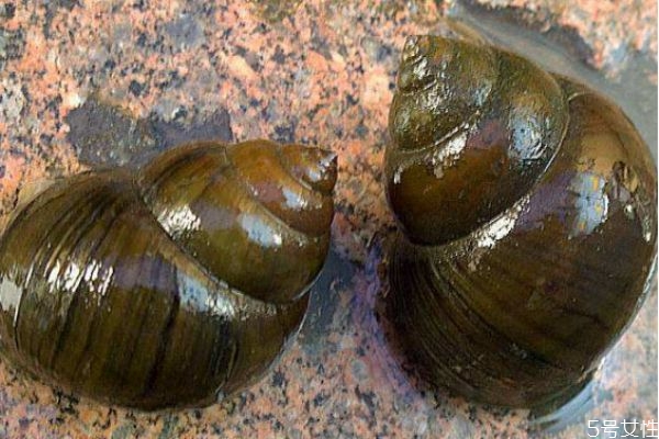 经常吃田螺好吗?,经常吃田螺好不好 经常吃田螺好吗?,经常吃田螺好不好