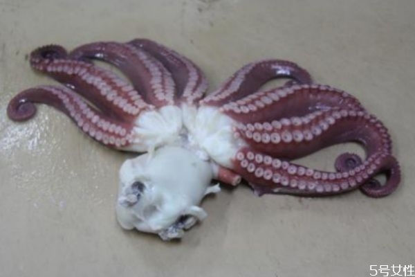 八爪鱼的墨汁能吃吗食用是否有害,八爪鱼的墨汁能吃吗什么味道