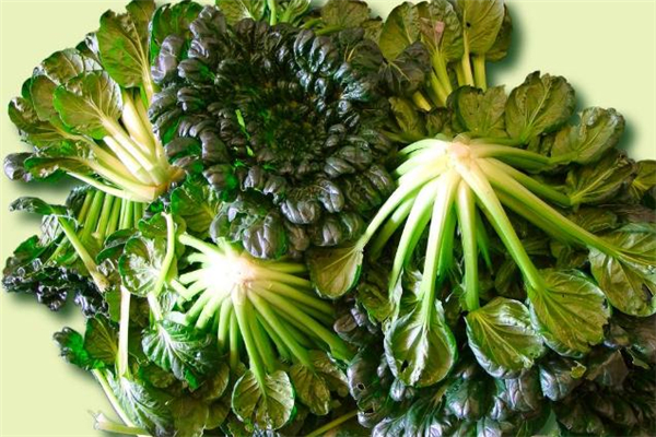 黄花菜怎么做好吃,菜花怎样做最好吃