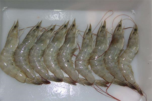大青虾泡酒的功效和作用,虾泡白酒有什么功效 大青虾泡酒的功效和作用,虾泡白酒有什么功效