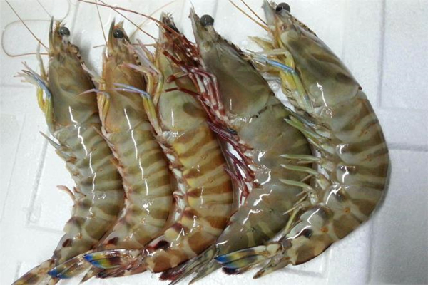 虾的哪些部位不能吃,虾的哪里不能吃 虾的哪些部位不能吃,虾的哪里不能吃