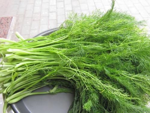 茴香能生吃吗,生茴香能直接食用吗 茴香能生吃吗,生茴香能直接食用吗