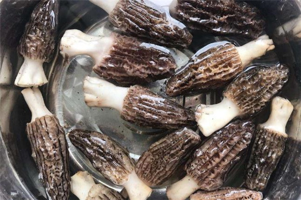 羊肚菌可以用开水泡吗,羊肚菌泡的水可以用吗?