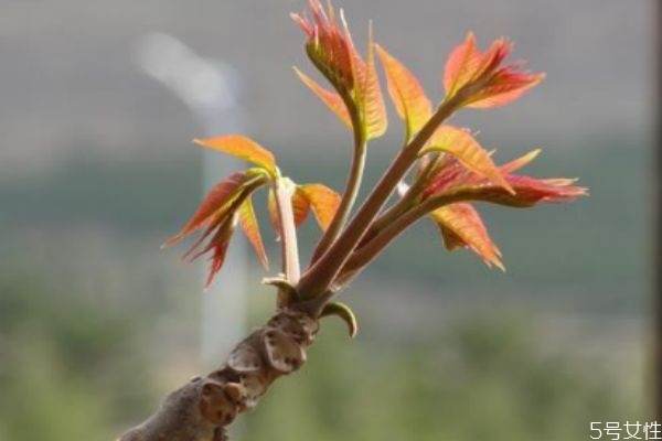 香椿酱好吃吗,香椿是什么菜