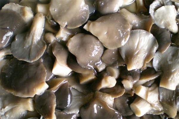 请问尿酸高能吃平菇吗,尿酸高的人能吃香菇吗?