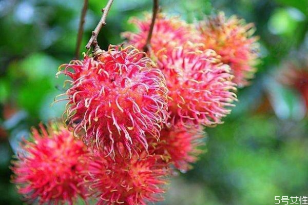 红毛丹为什么有股酒味,红毛丹闻起来酒味还能吃吗 红毛丹为什么有股酒味,红毛丹闻起来酒味还能吃吗