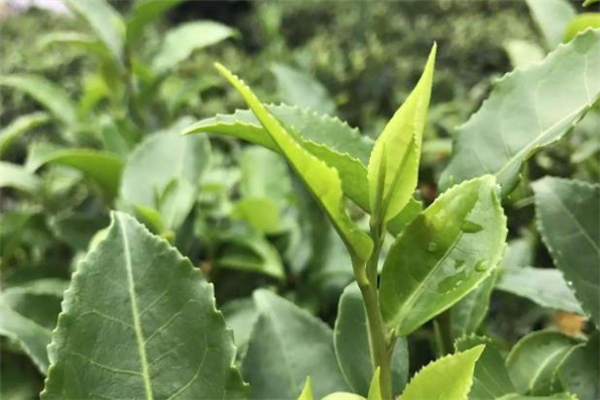 明前茶生产日期却是清明后的,明前茶保质期多久 明前茶生产日期却是清明后的,明前茶保质期多久