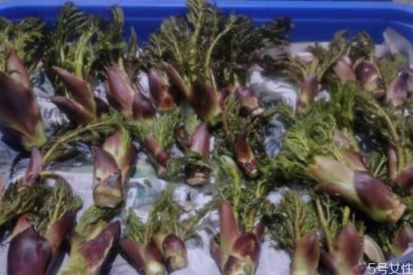 刺龙芽怎么吃,刺龙芽的功效和作用